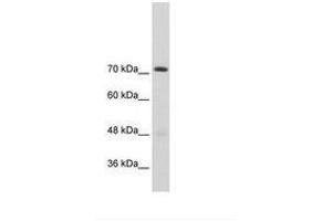 Image no. 2 for anti-General Transcription Factor II I Repeat Domain-Containing 1 (GTF2IRD1) (AA 757-806) antibody (ABIN203342) (GTF2IRD1 anticorps  (AA 757-806))