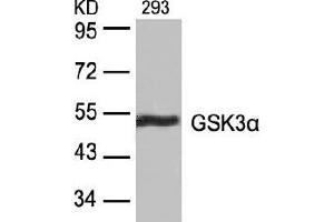 Image no. 4 for anti-Glycogen Synthase Kinase 3 alpha (GSK3a) (Ser21) antibody (ABIN197104) (GSK3 alpha anticorps  (Ser21))