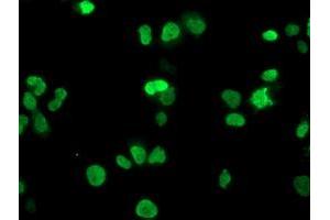 Anti-HOXC11 mouse monoclonal antibody (ABIN2454335) immunofluorescent staining of COS7 cells transiently transfected by pCMV6-ENTRY HOXC11 (RC201475). (HOXC11 anticorps)
