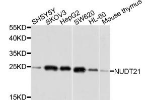 Western blot analysis of extracts of various cell lines, using NUDT21 antibody. (NUDT21 anticorps)