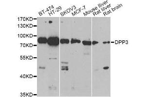 Western blot analysis of extracts of various cell lines, using DPP3 antibody. (DPP3 anticorps  (AA 1-280))