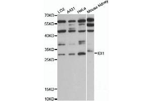 Western blot analysis of extracts of various cell lines, using IDI1 antibody (ABIN6292160) at 1:1000 dilution.
