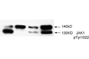 Image no. 2 for anti-Janus Kinase 1 (JAK1) (pTyr1022) antibody (ABIN196868) (JAK1 anticorps  (pTyr1022))