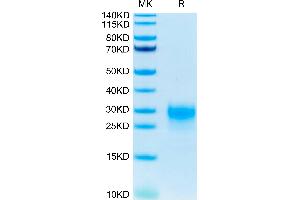 Human TSLP (R127A, R130A) on Tris-Bis PAGE under reduced condition.