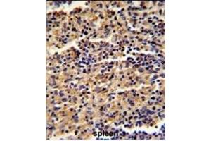 Formalin-fixed and paraffin-embedded human spleen reacted with ALKBH8 Antibody (C-term), which was peroxidase-conjugated to the secondary antibody, followed by DAB staining. (ALKBH8 anticorps  (C-Term))
