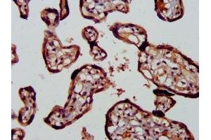 IHC image of ABIN7167474 diluted at 1:400 and staining in paraffin-embedded human placenta tissue performed on a Leica BondTM system.
