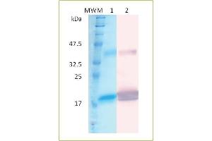 SDS-PAGE and Western blot analysis of human recombinant IFN-alpha- 2a. (IFN alpha 2a Protéine)