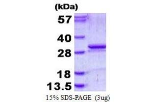 Image no. 1 for Kallikrein 5 (KLK5) (AA 67-293) protein (His tag) (ABIN6386993)