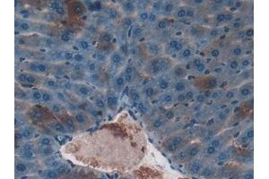 Detection of F7 in Mouse Liver Tissue using Polyclonal Antibody to Coagulation Factor VII (F7) (Factor VII anticorps  (AA 42-169))