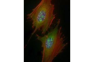 Immunofluorescent analysis of 4 % paraformaldehyde-fixed, 0.