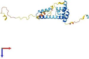 AlphaFold protein structure predicition of Mouse Recombinant Mreg Protein, UniprotID Q6NVG5