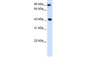 Western Blotting (WB) image for anti-Pre-B-Cell Leukemia Homeobox Interacting Protein 1 (PBXIP1) antibody (ABIN2457987) (PBXIP1 anticorps)