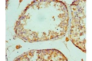 Immunohistochemistry of paraffin-embedded human testis tissue using ABIN7150716 at dilution of 1:100