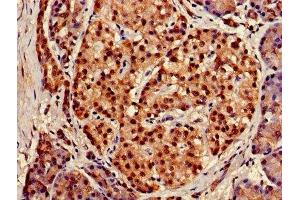 IHC image of ABIN7152317 diluted at 1:150 and staining in paraffin-embedded human pancreatic tissue performed on a Leica BondTM system. (XPO1 anticorps  (AA 625-845))