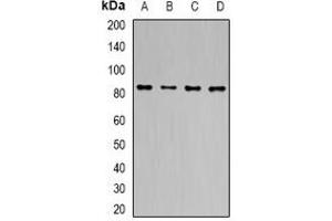 Western blot analysis of TLE1 expression in MCF7 (A), HT29 (B), mouse liver (C), mouse brain (D) whole cell lysates. (TLE1 anticorps)