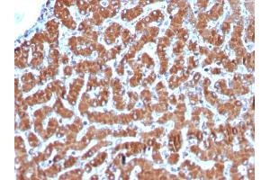 Formalin-fixed, paraffin-embedded human Liver stained with Cytochrome C Recombinant Rabbit Monoclonal Antibody (CYCS/3128R). (Recombinant Cytochrome C anticorps)