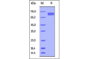 Biotinylated Human Nectin-3, Fc,Avitag on  under reducing (R) condition. (nectin-3 Protein (AA 58-400) (Fc Tag,AVI tag,Biotin))