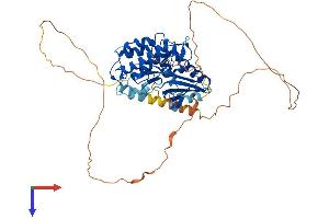AlphaFold protein structure predicition of Human Recombinant CAMKV Protein, UniprotID Q8NCB2