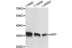 Western blot analysis of over-expressed GFP fusion protein in 293 cell using GFP-Tag antibody. (GFP anticorps  (AA 1-100))
