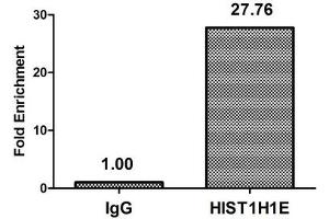 Chromatin Immunoprecipitation Hela (4*10 6 ) were treated with Micrococcal Nuclease, sonicated, and immunoprecipitated with 8 μg anti-HIST1H1E (nme1HU) or a control normal rabbit IgG.