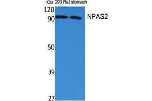Western Blotting (WB) image for anti-Neuronal PAS Domain Protein 2 (NPAS2) (Internal Region) antibody (ABIN3187613)