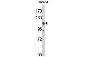 Western blot analysis of C11orf30 Antibody (N-term) in Ramos cell line lysates (35µg/lane). (EMSY anticorps  (N-Term))