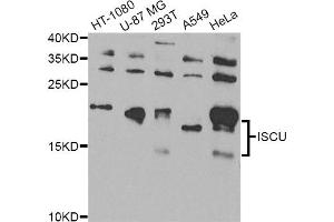 Western blot analysis of extracts of various cell lines, using ISCU Antibody. (ISCU anticorps)