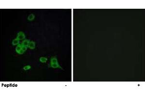 Immunofluorescence analysis of MCF-7 cells, using CDH26 polyclonal antibody . (CDH26 anticorps)