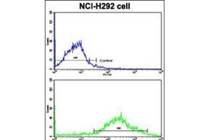Flow cytometric analysis of NCI-H292 cells using MLX Antibody (bottom histogram) compared to a negative control cell (top histogram).