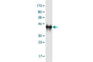 Western Blot detection against Immunogen (41. (C9orf169 anticorps  (AA 1-144))