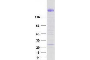 Validation with Western Blot
