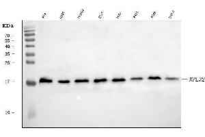 Western blot analysis of RPL32 using anti-RPL32 antibody (ABIN7602916). (RPL32 anticorps  (C-Term))