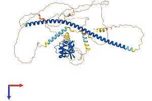 AlphaFold protein structure predicition of Human Recombinant DACH2 Protein, UniprotID Q96NX9
