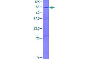 SDS-PAGE (SDS) image for PDZ and LIM Domain 7 (Enigma) (PDLIM7) (AA 1-457) protein (GST tag) (ABIN1314572)