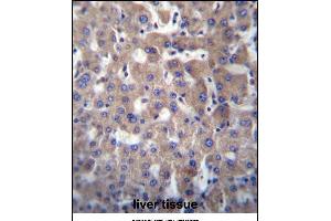 GGT2 Antibody (N-term) (ABIN656774 and ABIN2845993) immunohistochemistry analysis in formalin fixed and paraffin embedded human liver tissue followed by peroxidase conjugation of the secondary antibody and DAB staining. (gGT2 anticorps  (N-Term))