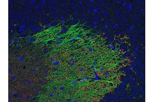 anti-Syntaxin Binding Protein 1 (STXBP1) (AA 580-594) antibody