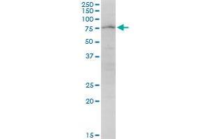 PARN MaxPab polyclonal antibody. (PARN anticorps  (AA 1-639))