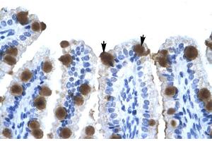 Human Intestine (ZNF70 anticorps  (N-Term))