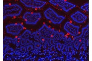 IF analysis of TFF3 using anti-TFF3 antibody (ABIN5692886).