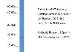 Western Blotting (WB) image for anti-Lysozyme (LYZ) (C-Term) antibody (ABIN2788394)