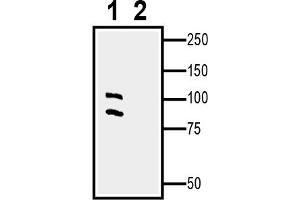 1. (EPH Receptor A5 anticorps  (Extracellular, N-Term))