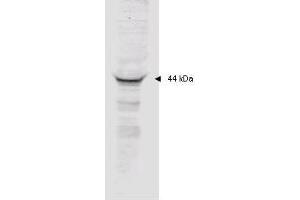 Image no. 1 for anti-Mitogen-Activated Protein Kinase-Activated Protein Kinase 2 (MAPKAPK2) (AA 310-325) antibody (ABIN199913) (MAPKAP Kinase 2 anticorps  (AA 310-325))