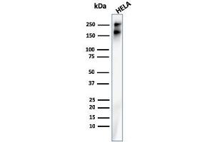 Western Blot Analysis of Human HeLa cell lysate using SPTBN2 Recombinant Mouse Monoclonal Antibody (rSPTBN2/1778). (Recombinant Spectrin, Beta, Non-erythrocytic 2 (SPTBN2) (AA 356-475) anticorps)