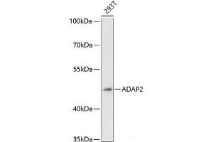 Western blot analysis of extracts of 293T cells using ADAP2 Polyclonal Antibody at dilution of 1:3000. (ADAP2 anticorps)