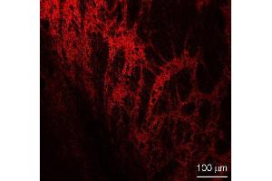 Indirect immunostaining of a rat nucleus reticularis section fixed with 4 % PFA and 15 % picric acid (dilution 1 : 500).