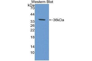 Western Blotting (WB) image for anti-Epidermal Growth Factor Receptor (EGFR) (AA 888-1210) antibody (ABIN5661991) (EGFR anticorps  (AA 888-1210))