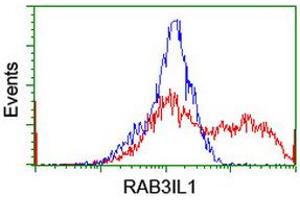 Image no. 2 for anti-RAB3A Interacting Protein (Rabin3)-Like 1 (RAB3IL1) antibody (ABIN1498513) (RAB3IL1 anticorps)