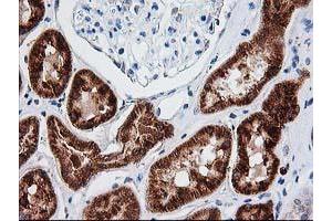 Image no. 13 for anti-Adenylate Kinase 4 (AK4) antibody (ABIN1496525)