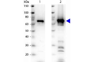 Western blot of Rabbit Anti-6xHIS Epitope Tag antibody. (His Tag anticorps)