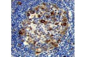 RPS6 antibody immunohistochemistry analysis in formalin fixed and paraffin embedded human tonsil tissue.